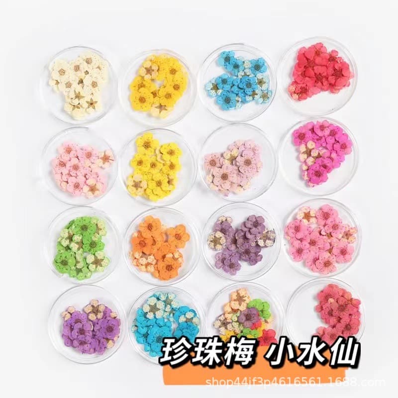 Pearl Plum Small Narcissus Dried Flower Embossed Embroidery Thread Chrysanthemum Small Handball Nail Art Beauty Materials Natural Plant Specimens