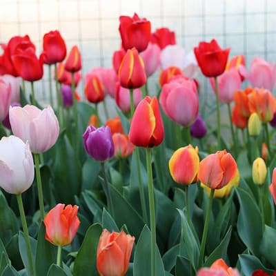Tulip Bulbs for Hydroponic Flowering Plants, Indoor Flower Seeds, Potted Seedlings, Soil or Water Cultivation with Buds, Multi-Season Blooming