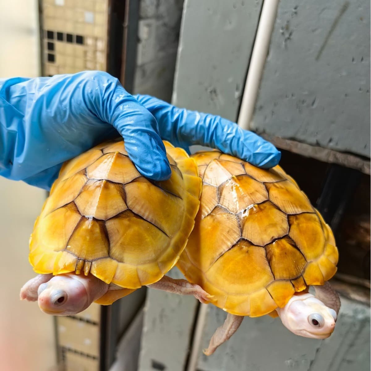 Albino Red-Eared Slider Turtle Baby Pet Ornamental Caramel Golden Shell Internet Celebrity Deep Water Tank Mixed Breed Small Turtle Live Animal