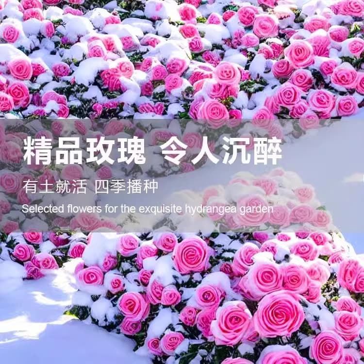 Rose Seeds for Indoor and Outdoor Potted Plants, Various Types Easy to Grow, Flower Seeds for Garden Greenery