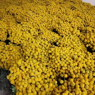 Yunnan Dried Flower Bouquet Golden Ball Dried Flowers Dried Golden Ball