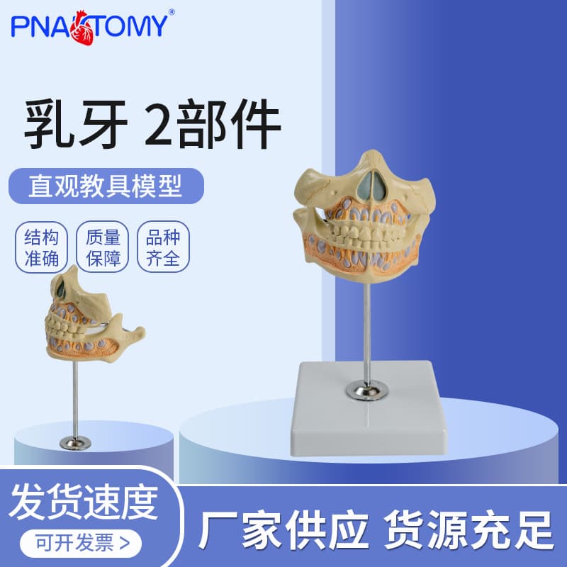 Supply Deciduous Teeth 2 Parts Mixed Dentition Dental Model Dental Oral Material Dental Model