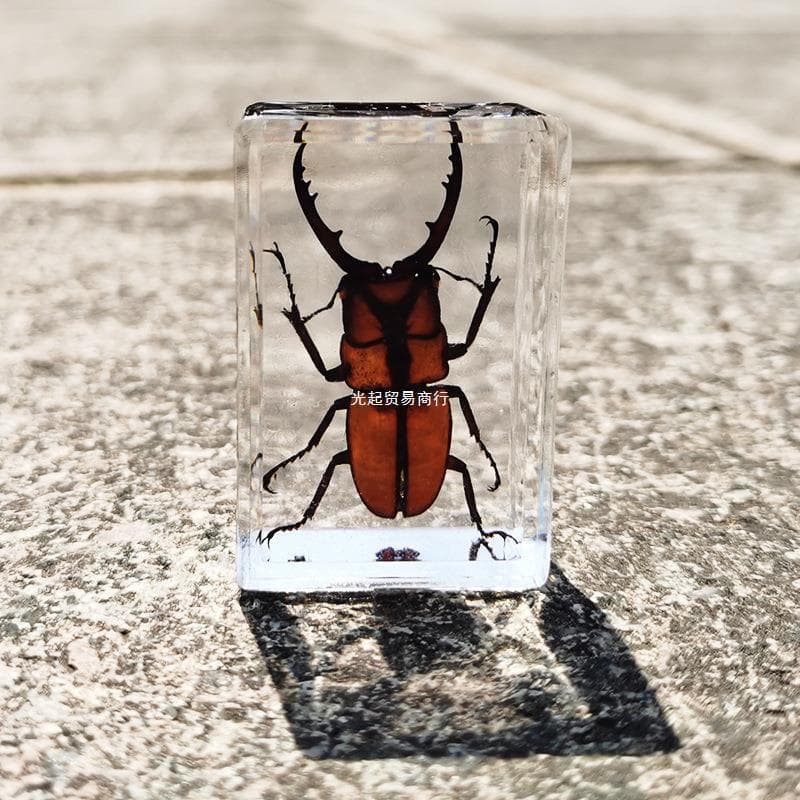 Amber Crystal Resin Real Insect Beetle Specimen Butterfly Animal Paperweight Toy Craft Decoration Small