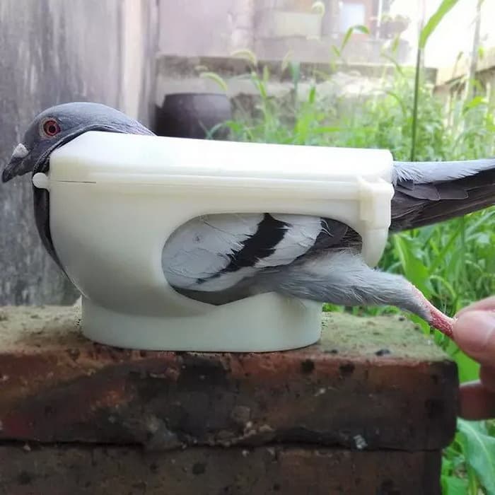 Pigeon Supplies Pet Bird Holder Medicine Feeding Vaccine Holder Feeding Observation Birdling Stand Special for Baby Birds