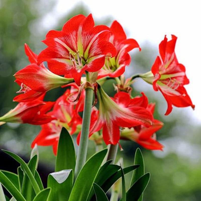 Amaryllis red bulbs, paired lotus, Clivia miniata, indoor potted plants, bonsai soil, seeds, bulbs.