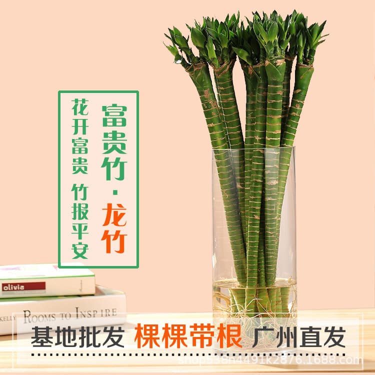 Lucky bamboo with roots, water-cultured lucky bamboo, auspicious bamboo for the living room, curved bamboo for attracting wealth, indoor plant.