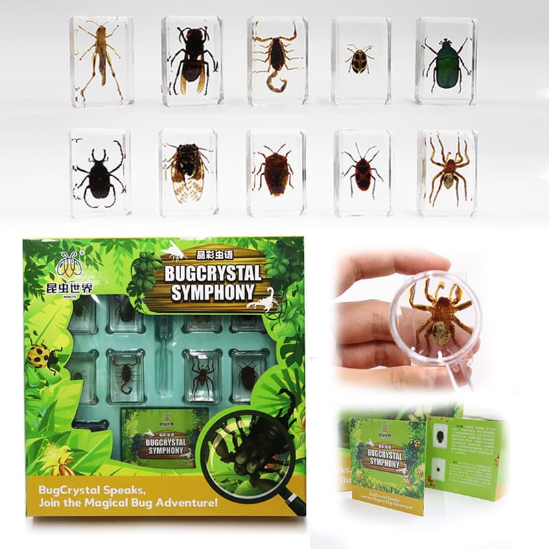 Real Insect Specimen Children's Science Education Toy Set Collectible Desktop Ornament Birthday Gift Box Holiday Present
