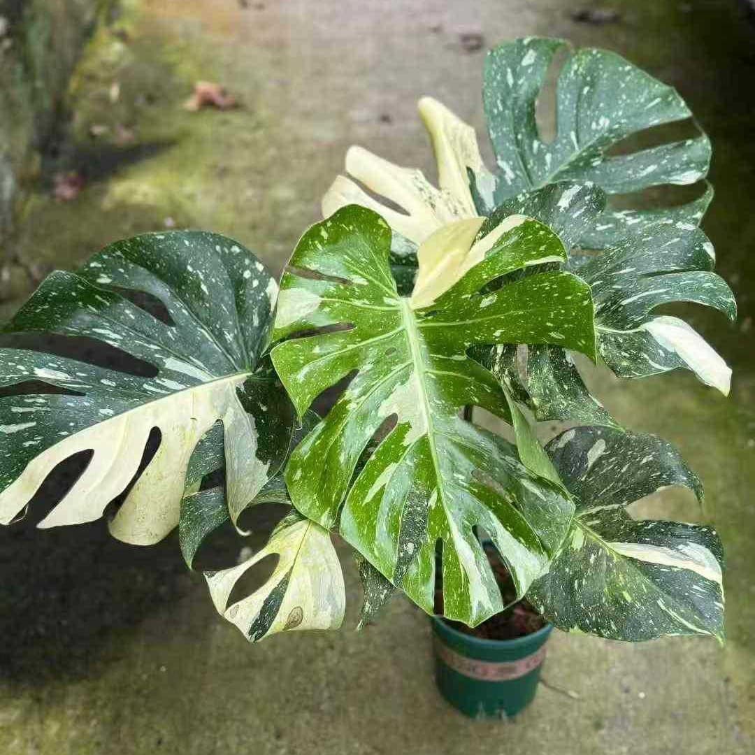 Monstera Deliciosa Caramel Pudding Potted Indoor Foliage Green Plant Air Purifying Plant