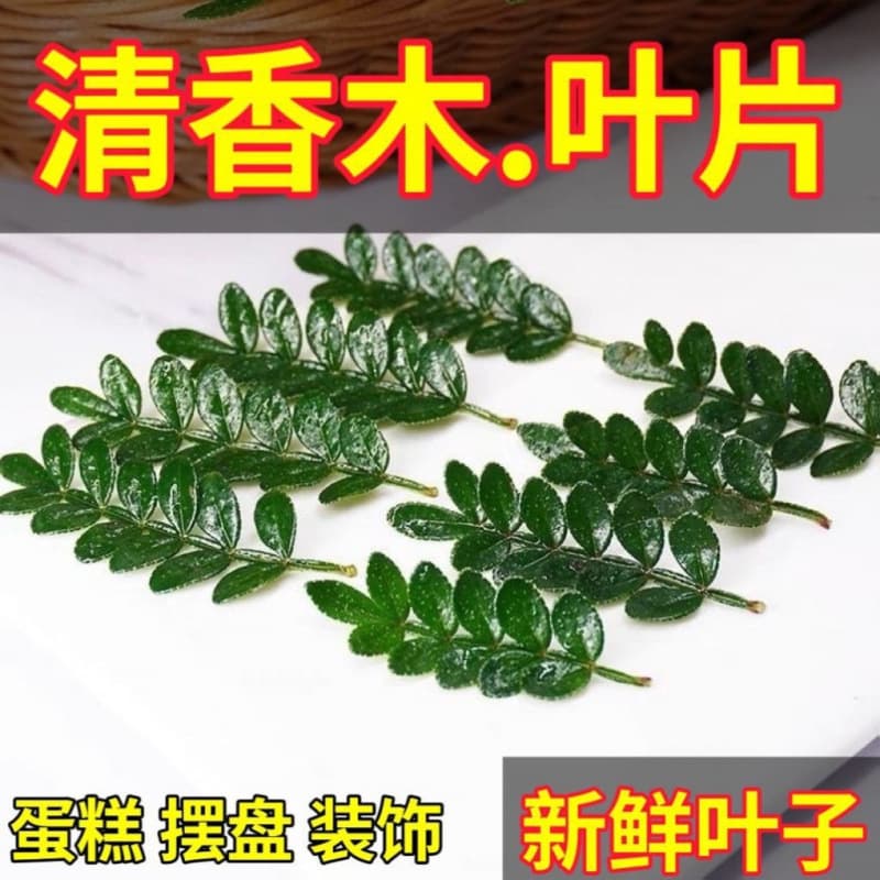 Rosemary seedlings for cake decoration, potted plants, edible mosquito-repellent plants, fresh leaves for cake decoration
