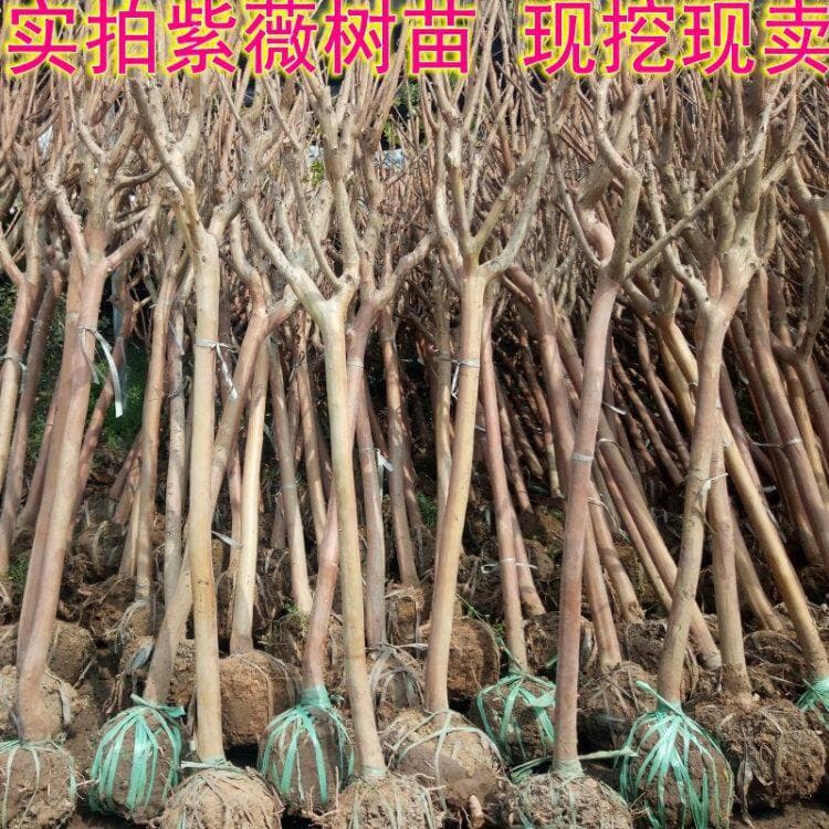 Crape Myrtle Seedlings, Lagerstroemia indica, Hundred-Day Red, Crape Myrtle Flower Seedlings, Four-Season Planting, Courtyard, Community, Relocation, Landscaping Greenery