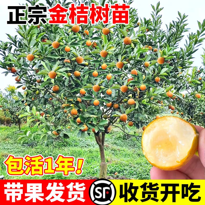 Rong'an Crispy Honey Kumquat Tree Seedling, Guangxi Crispy Edible Fruit Tree, Potted Balcony Fruit Seedling