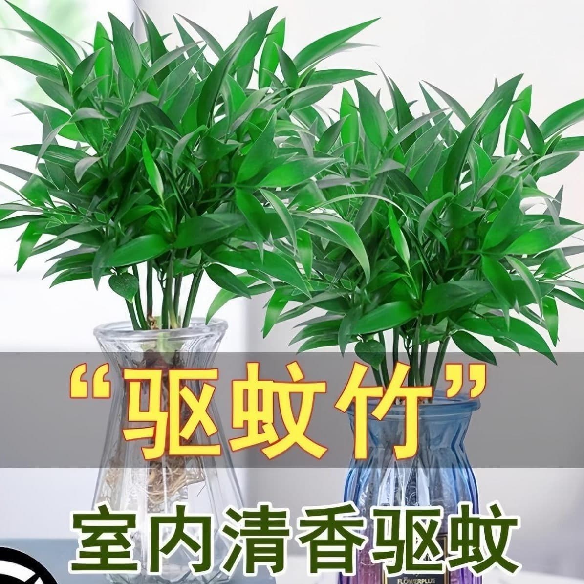 Cypress Hydroponic Plants with Pothos - Office/Indoor Lucky Bamboo Varieties that Repel Mosquitoes