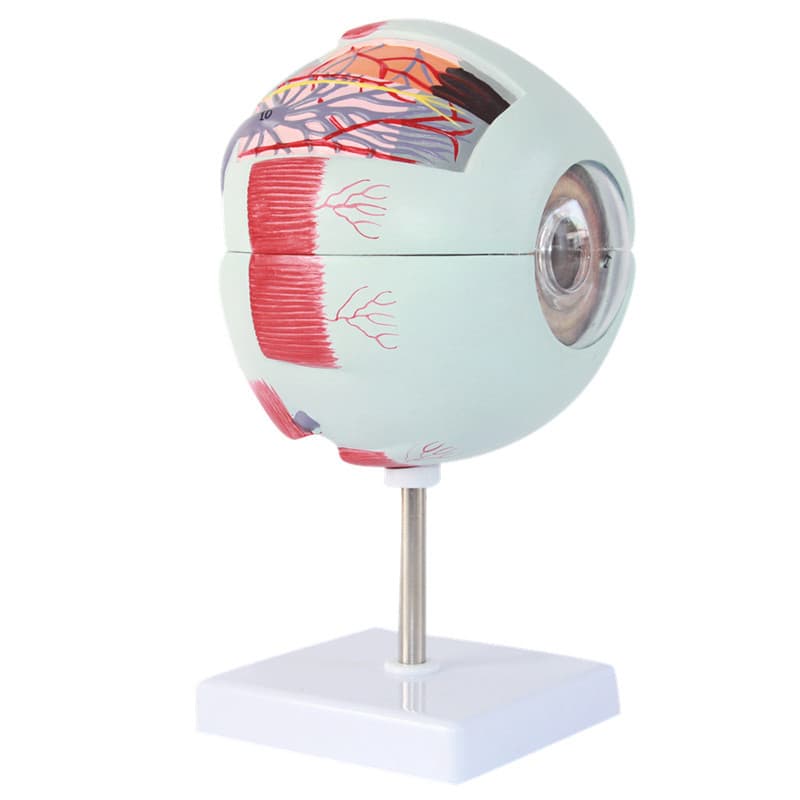 Human eyeball eye structure anatomical magnification model detachable children's artificial eye medical teaching instrument