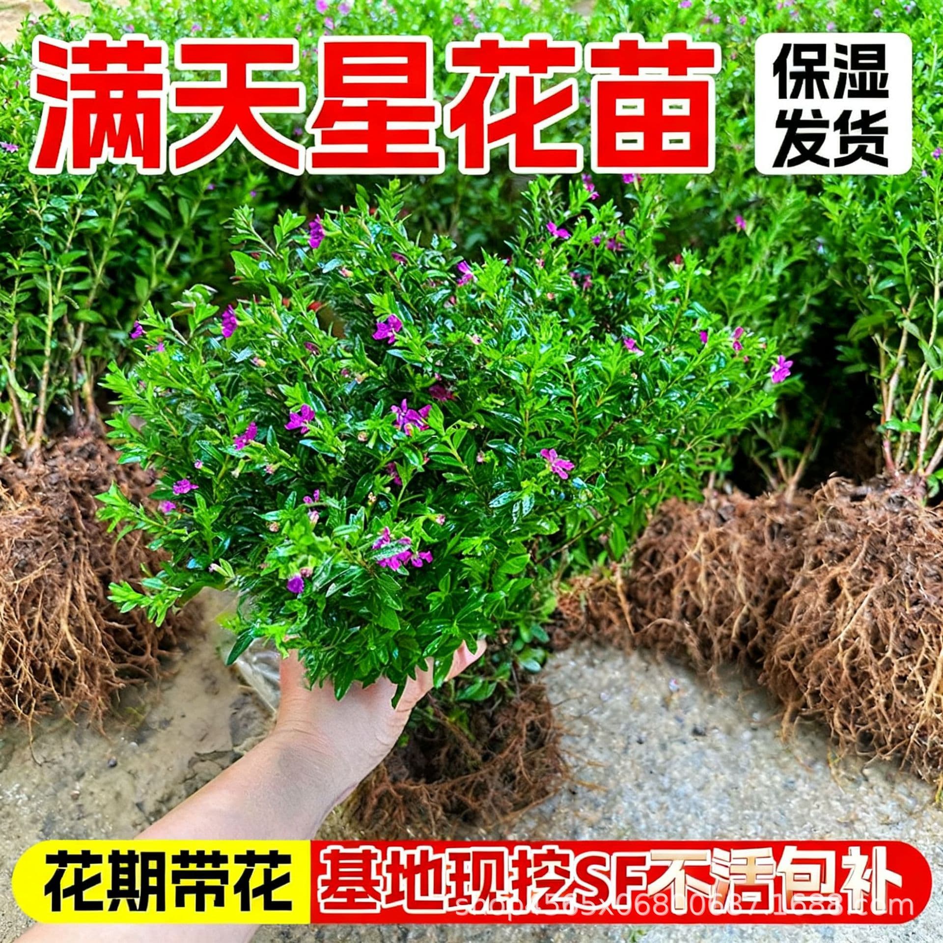 Baby's Breath Flower Seedlings, Multi-Season Blooming, Easy to Grow and Maintain, Shipped with Flower Buds, Ornamental Flowering Plant for Balcony Potted Plants