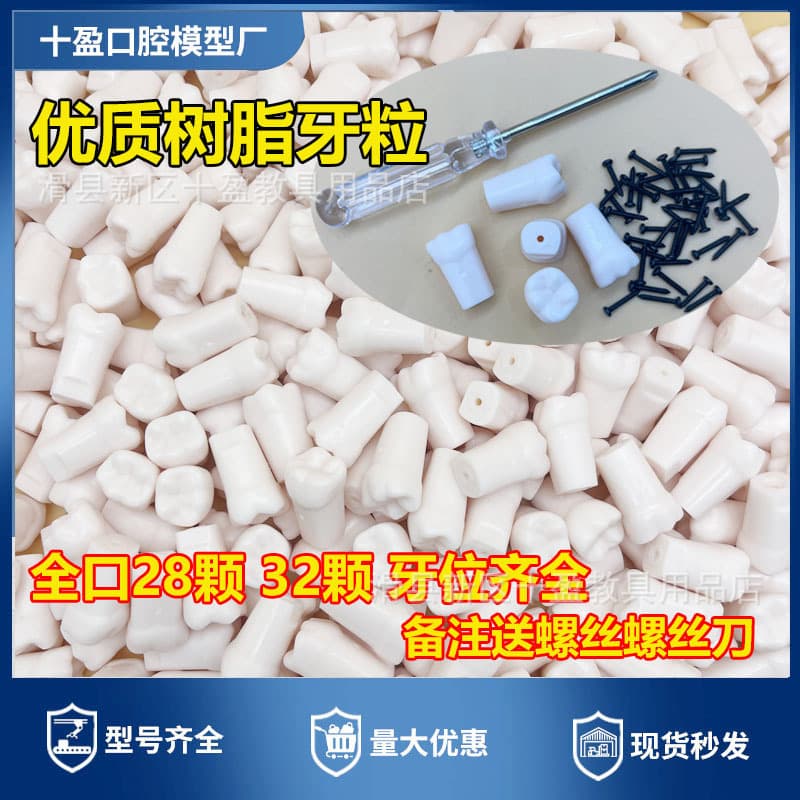 Dental isolated tooth model examination resin tooth particle cavity preparation oral plastic tooth powder tooth particle preparation tooth preparation model