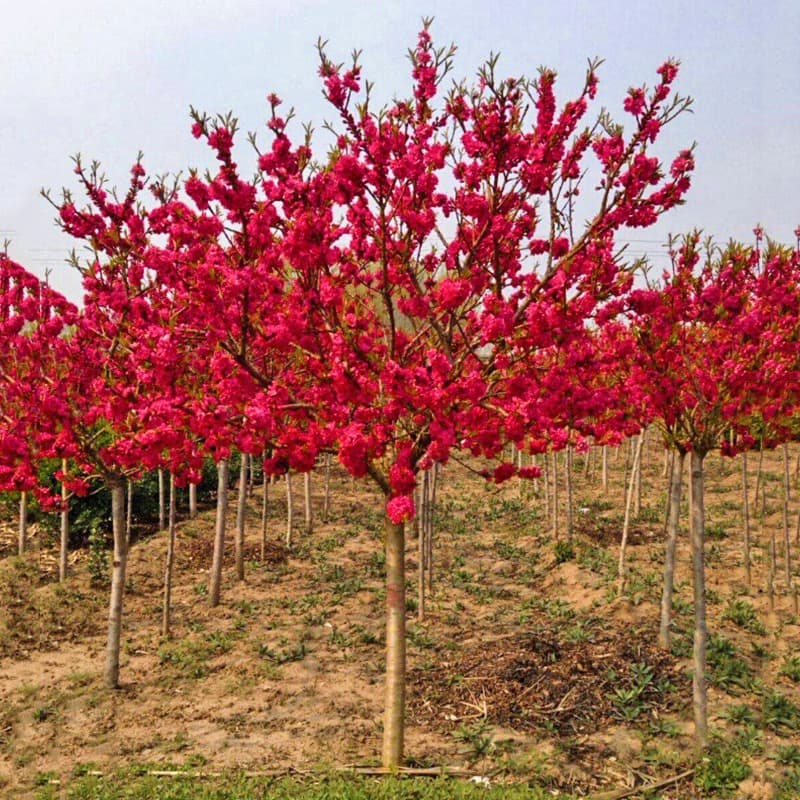 Plum blossom tree seedling potted plant, wintersweet green plum tree stump, cold-hardy courtyard landscaping plant, four-season blooming red plum tree seedling