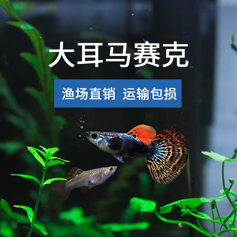 Tropical Fish Ornamental Fish Guppy Phoenix Tail Fish Brazilian Red Fan Big Ear Lace Full Red Live Fish Angelfish