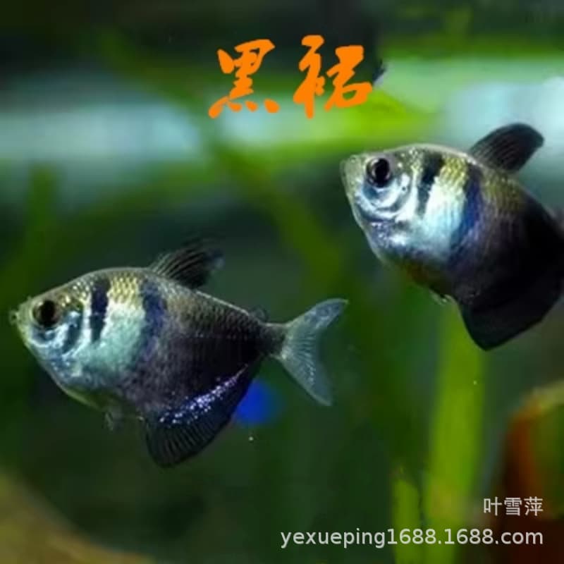 Black Skirt Tetra Live Fish, Black Phantom Tetra Guaranteed Live, Schooling Freshwater Tropical Ornamental Fish, Direct from Shanghai Fish Farm