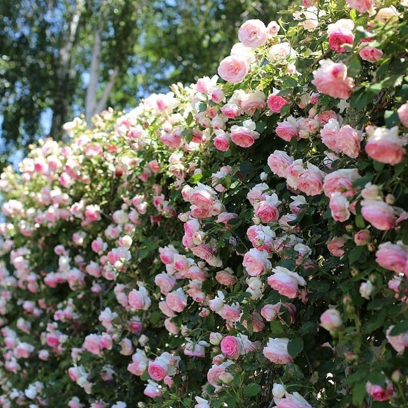 Climbing Rose Seeds for All-Season Sowing and Blooming, Climbing Rose Plant Seeds for Outdoor Garden Flowers