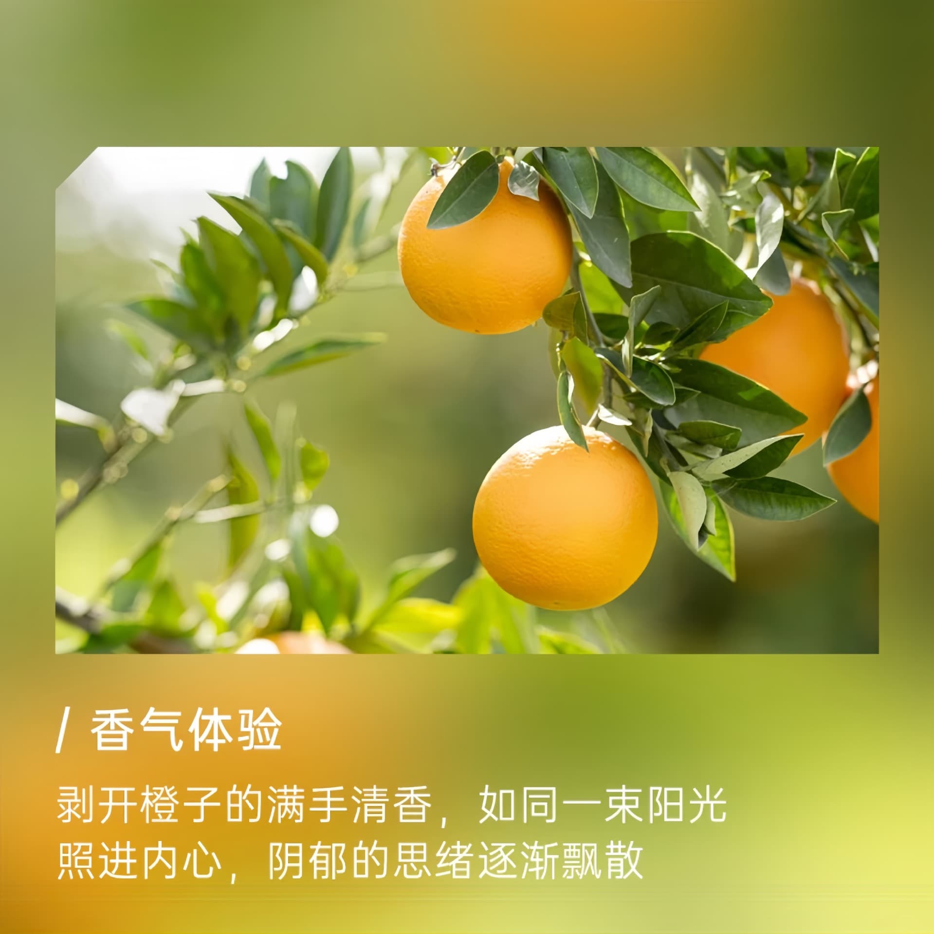 Sweet Orange Essential Oil from Italy, Organic Essential Oil, Massage Oil Raw Material, Wholesale, Industrial Sampling Use