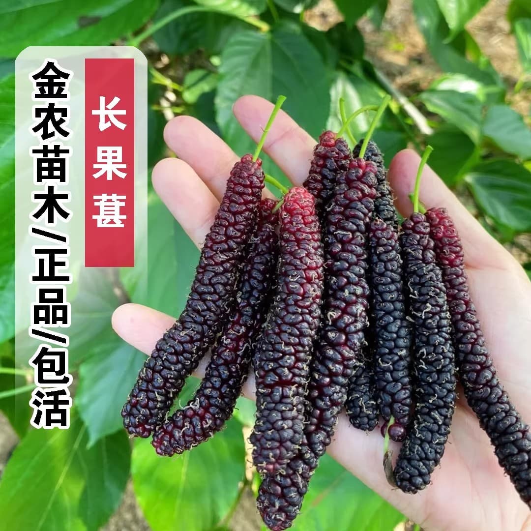 Mulberry Seedling, Mulberry Tree Sapling, Four-Season Mulberry, Taiwan Long Mulberry, Mulberry Sapling, Bears Fruit in the Same Year in South and North