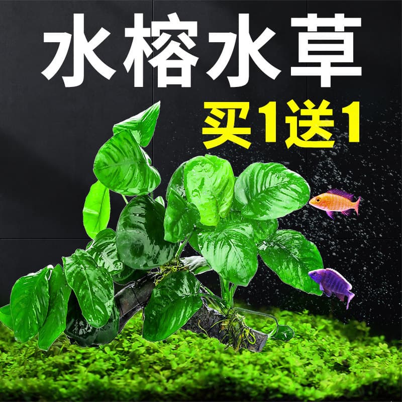 Aquarium Plant Grass Clump, Live Aquatic Plants, Low-Maintenance, Anubias, Driftwood, Water Cultivation, Oxygenating, Aquascape Kit