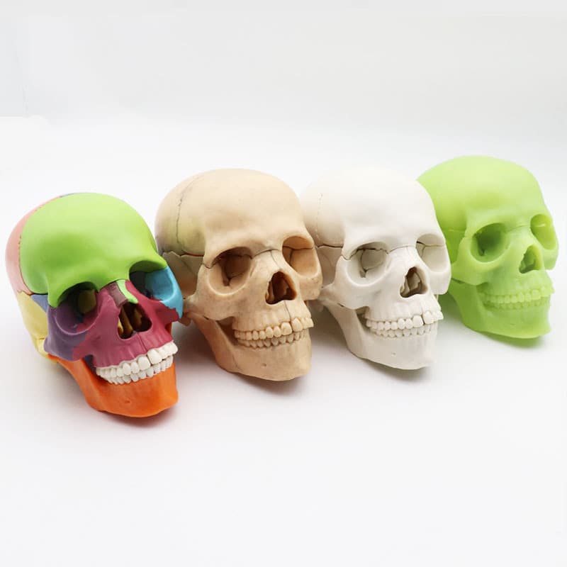 Medical detachable 15 parts 1:2 human color primary color skull model skull skull medical teaching