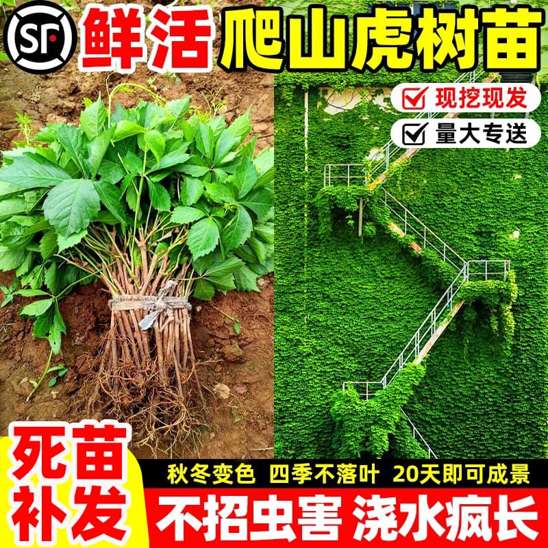Boston Ivy Live Plant, Creeping Fig Vine, Courtyard Four-Season Seedling, Three-Leaf and Five-Leaf, Outdoor Easy-to-Grow Tree Seedling, Green Plant, Ivy