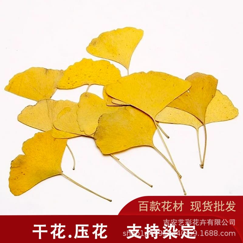 Ginkgo Leaf Real Plant Specimen Pressed Dried Flowers Wholesale Resin Photo Frame Pressed Flower Art Bookmark Round Fan DIY Material Kit