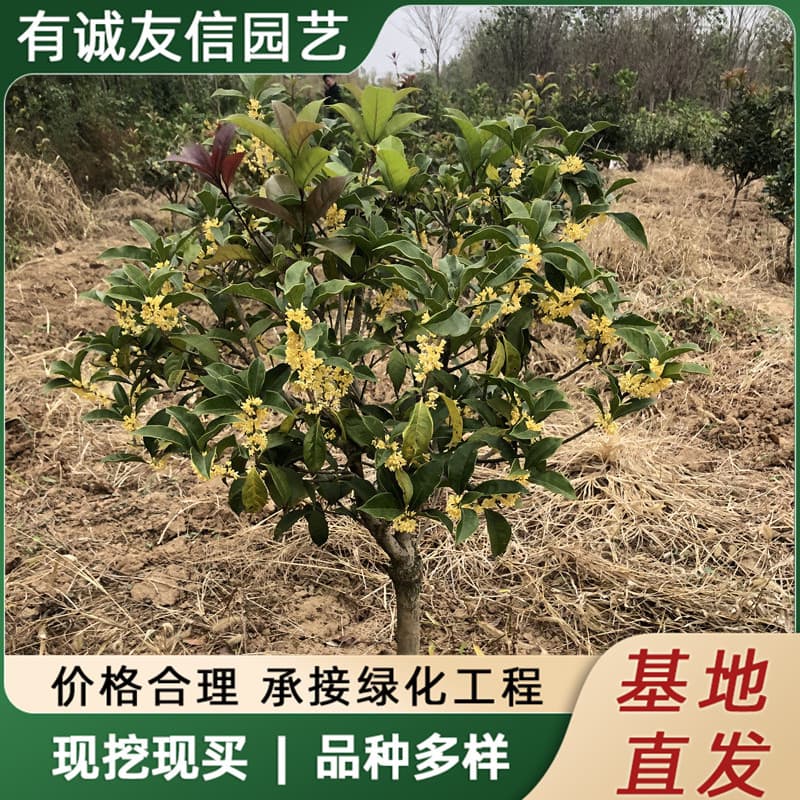 Grafted Four-Season Osmanthus Tree Sapling Potted or Ground Planted Indoor Villa Courtyard Golden Osmanthus Red Osmanthus Strong Fragrance Ornamental Landscape Tree