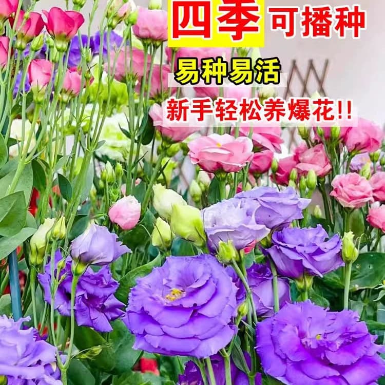 Four-season sowing Eustoma grandiflorum seeds, double-flowered, easy-to-grow flower seeds for courtyard and outdoor garden