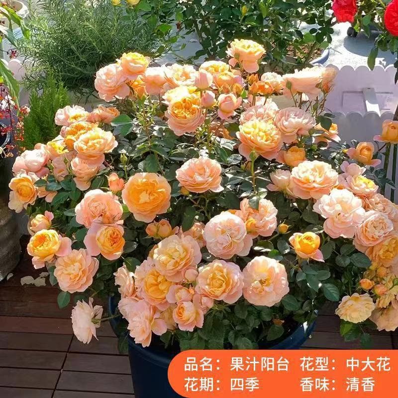 Juice Balcony Rose Plant with Flower Buds, Potted, Multi-Season Blooming, Extra Large Flowers, Courtyard Balcony Flower Plant