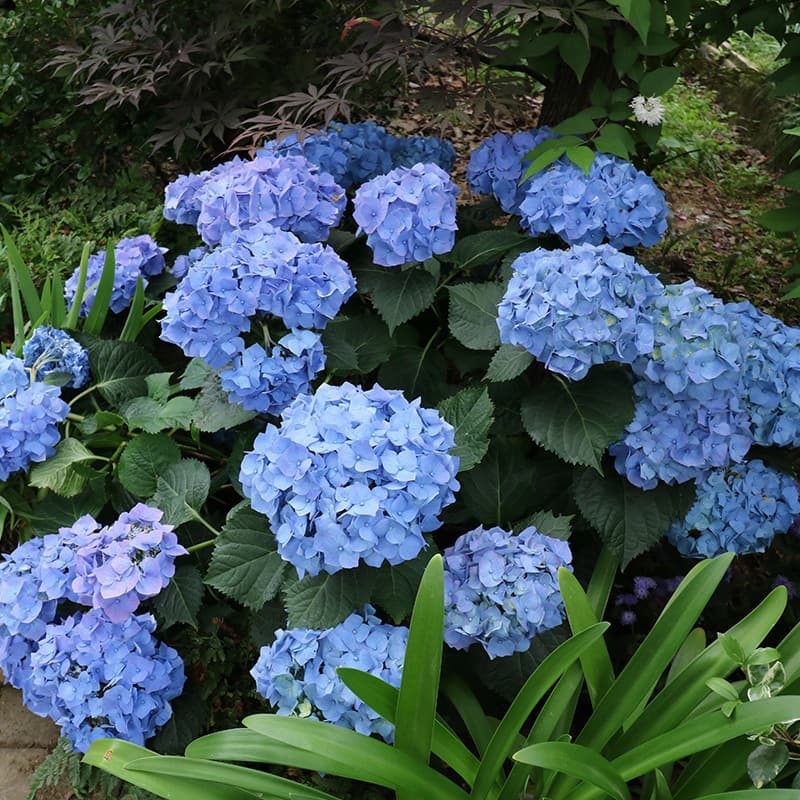 Hydrangea Seedling Set for Indoor Balcony Garden Plants Potted Flowers Endless Summer Hydrangea