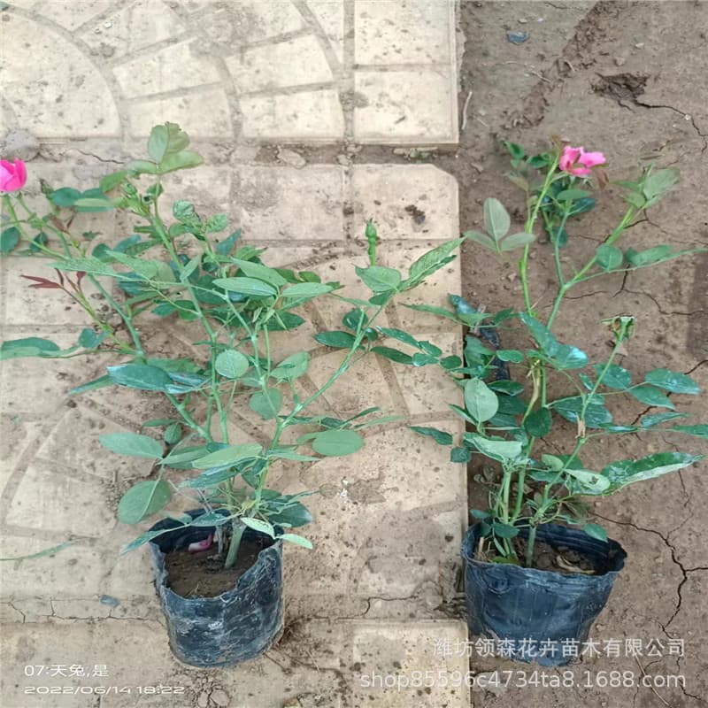 Fenghua Rose Large Flowers Strong Fragrance Balcony Garden Flower Plant Potted Four-Season Rose Seedlings with Buds Wholesale