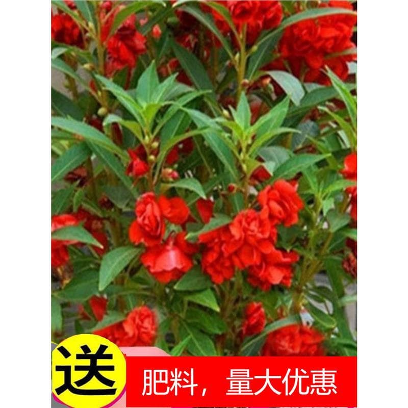 Double-petal impatiens seed flower seedlings henna-dyed nail grass seeds student experimental set flower seeds easy to live in four seasons