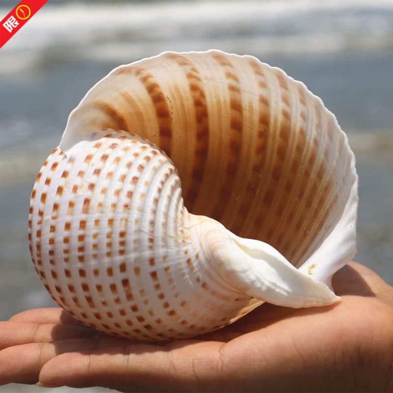 【】Flower snails, conch shells, natural shells, fish tanks, clamshell fish breeding shells, succulent natural breeding x