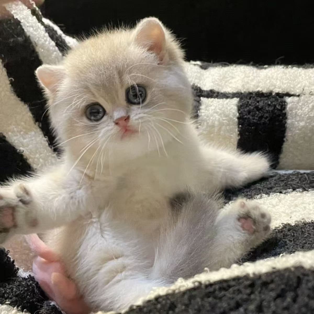 Purebred short-legged blue-gold gradually British short-lived pet cute cat kitten long-haired pet cat in stock