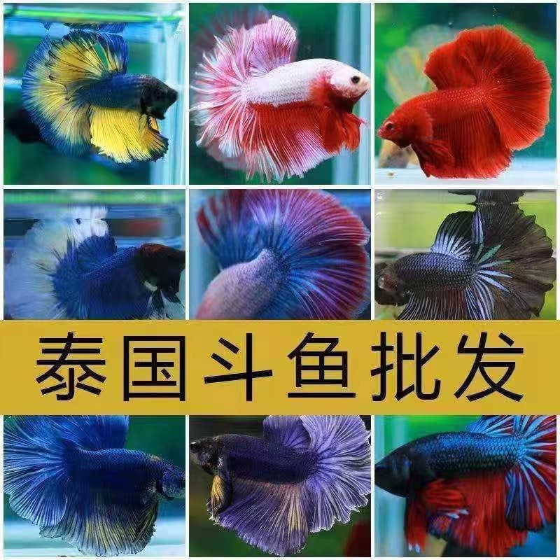 Thai fighting fish imported tropical fish live ornamental fish lion king horsetail pure white half-moon male wholesale one piece drop shipping