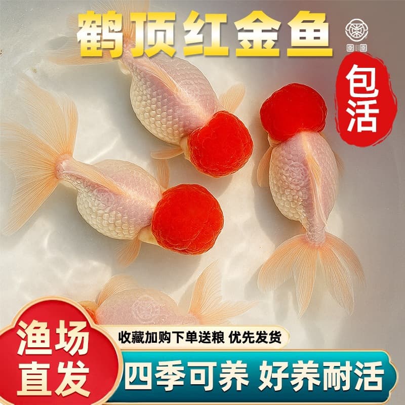 Heding red goldfish red head live fish ornamental fish red lion head red top cold water fish fresh water easy to maintain and live goldfish