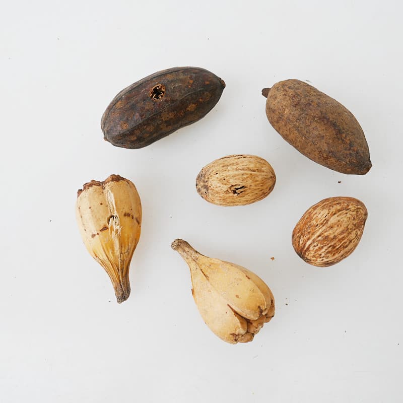 Parrot Bird Supplies Natural Fruit Chewing Toy Walnut Peanut Buddha Hand Fruit Gnawing Toy Accessories Factory Wholesale