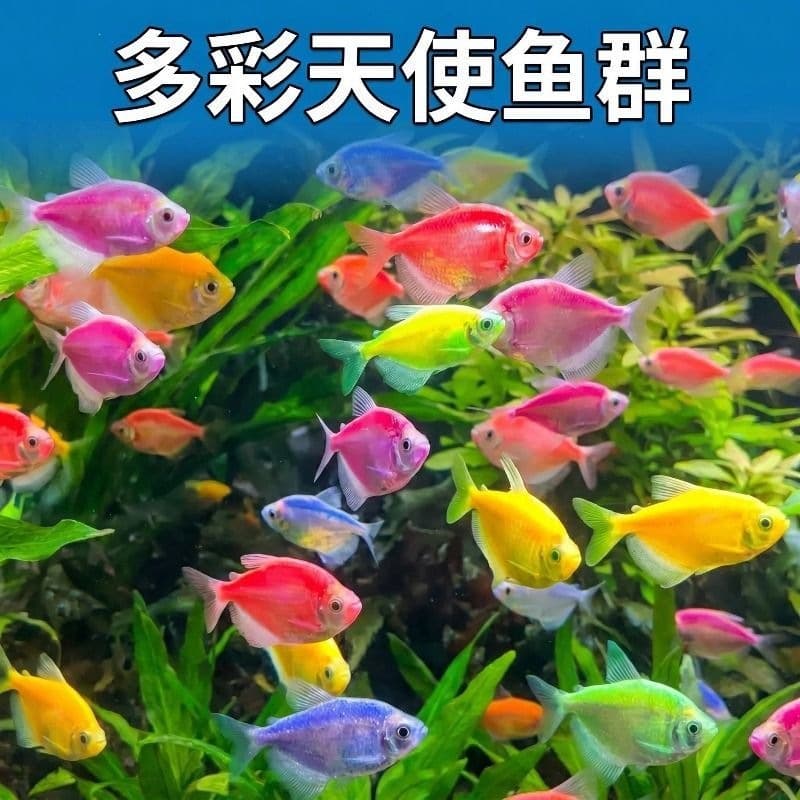 Pet 2026 high-looking ornamental fish freshwater internet celebrity group swimming small fish angel easy to maintain and durable colorful new tropical