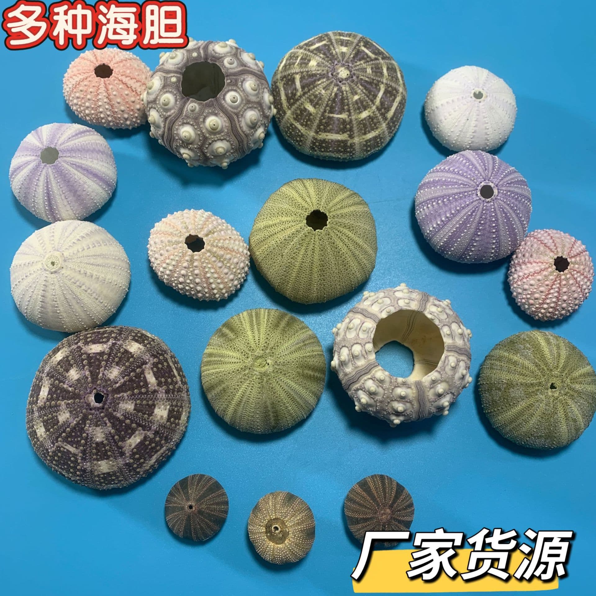 Natural sea urchin shell crafts air pineapple sea urchin lamp specimen handmade pink sea urchin purple sea urchin green sea urchin students