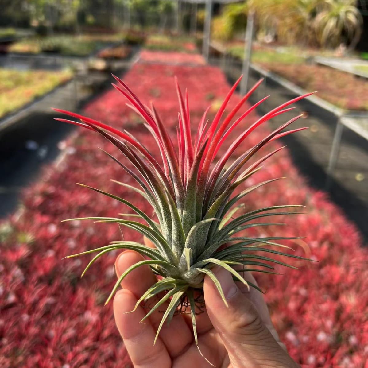 Factory Direct Tillandsia Air Plant Soilless Plant Red/Yellow/Green Elf Old Man's Beard Medusa Wholesale