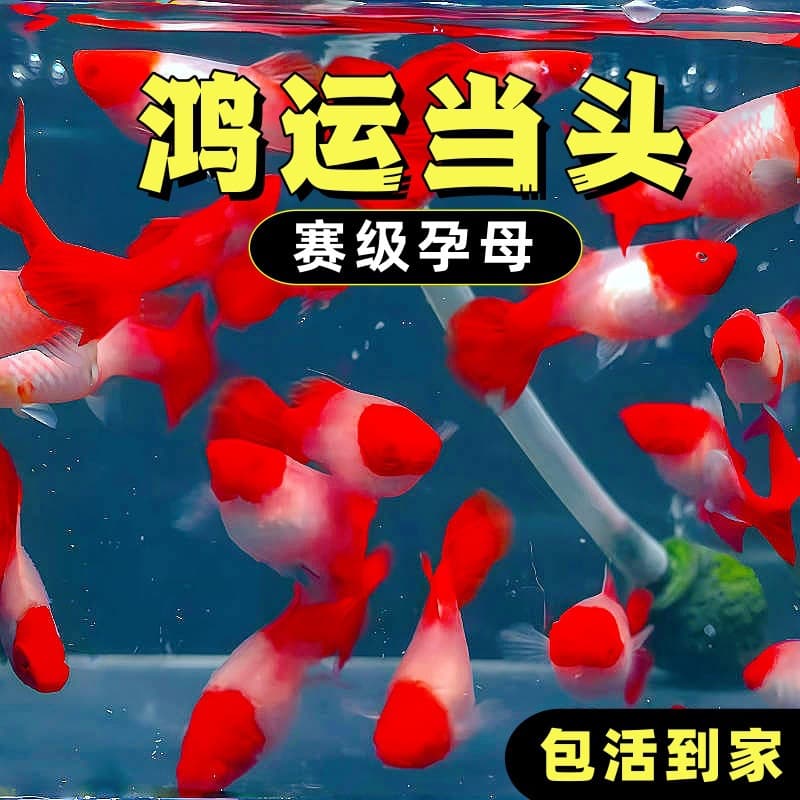 Purebred pregnant guppy, Hongyun Dangtou, breeding fish, live-bearing small premium fish, ornamental tropical fish