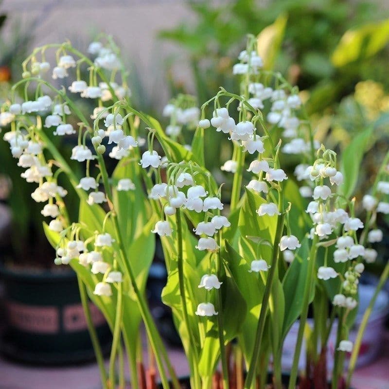 Lily of the Valley Seedlings with Buds, Strong Fragrance Flowers and Greenery, Balcony Home Flowers, Perennial Cold-Resistant Plants, Lily of the Valley Roots