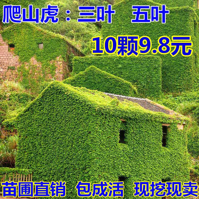Alibaba-1688 product cannot be viewed or has been removed