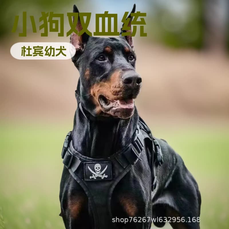 Large German Doberman Guard Dog Live Puppy Live Dog Military Police Dog Explosion-Proof Dog Working Dog Watchdog