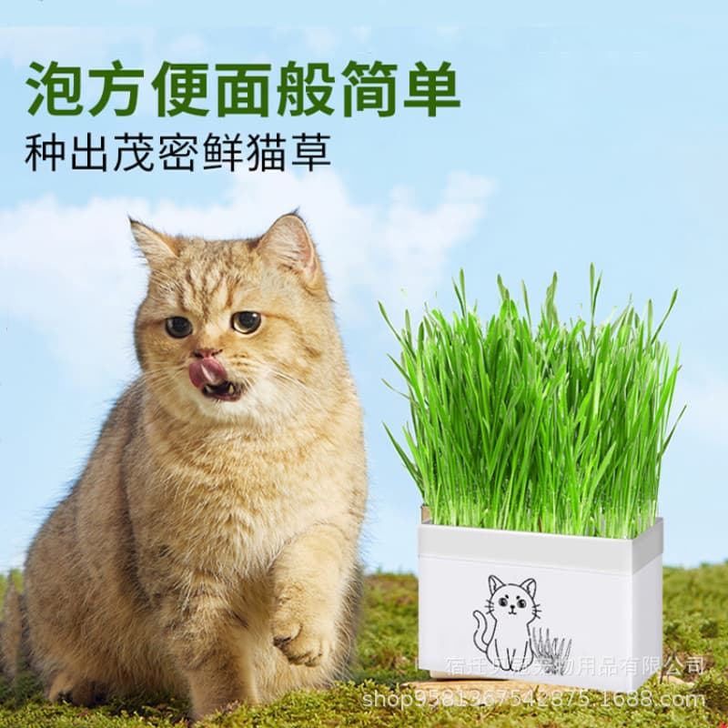 Cat Grass Lazy Soilless Wheat Seed Promotes Digestion and Hair Removal Cat Snacks Digestive Hair Grass Nutritional Soil Bagged Cat Grass