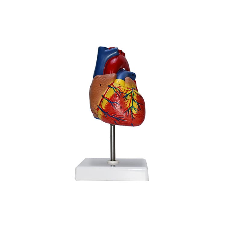 Production of human heart model LYA014 with digital markers and removable top cover