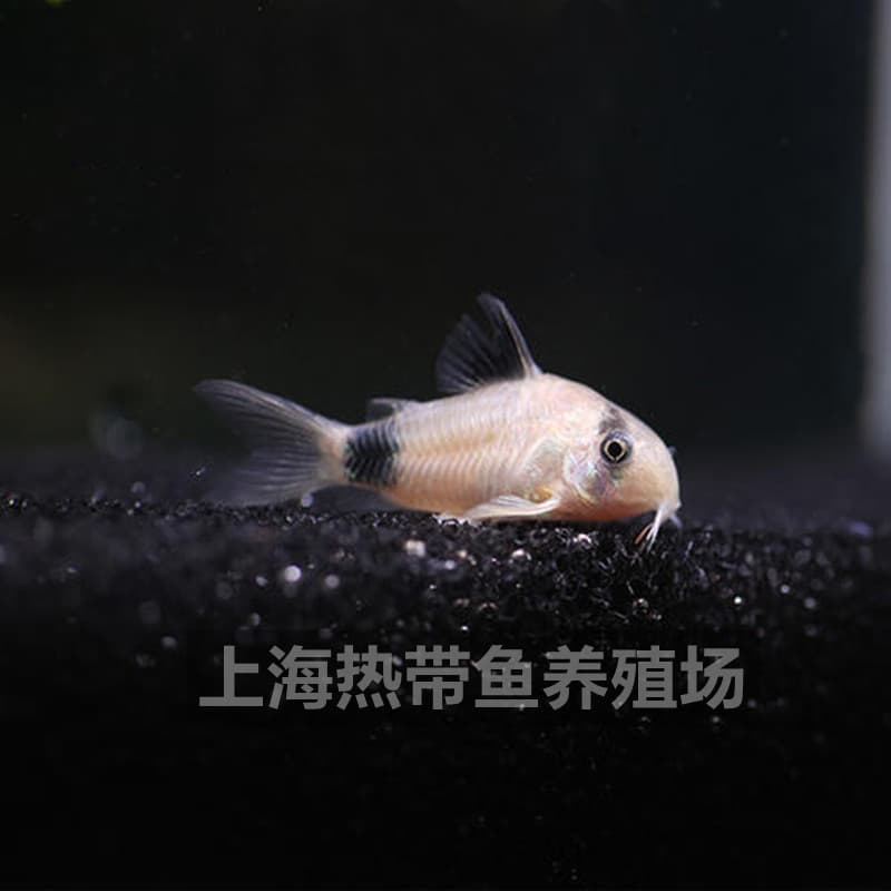 Panda Corydoras Ornamental Fish Live Tool Fish Cleaner Fish Swimming Grass Tank Tropical Fish Farm Wholesale